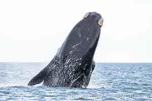 Breaching southern right whale, Eubalaena australis, Patagonia, Eubalaena australis, Puerto Piramides, Chubut, Argentina