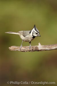 Bridled titmouse, Baeolophus wollweberi, Madera Canyon Recreation Area, Green Valley, Arizona