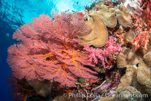 Bright red Plexauridae sea fan gorgonian and yellow sarcophyton leather coral on pristine coral reef, Fiji