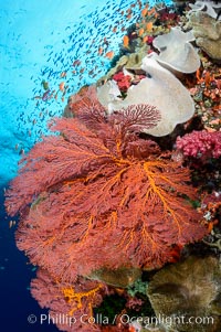 Bright red sea fan gorgonian and yellow sarcophyton leather coral on pristine coral reef, Fiji, Gorgonacea, Plexauridae, Sarcophyton