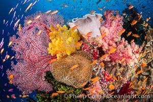 Brilliantlly colorful coral reef, with swarms of anthias fishes and soft corals, Fiji