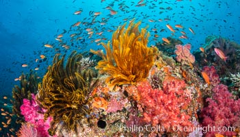 Brilliantlly colorful coral reef, with swarms of anthias fishes and soft corals, Fiji