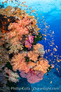 Brilliantlly colorful coral reef, with swarms of anthias fishes and soft corals, Fiji, Dendronephthya, Pseudanthias, Bligh Waters