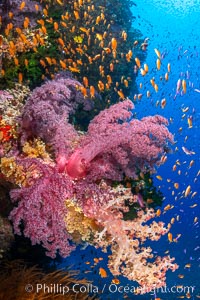 Brilliantlly colorful coral reef, with swarms of anthias fishes and soft corals, Fiji, Dendronephthya, Pseudanthias, Bligh Waters