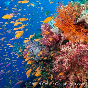 Brilliantlly colorful coral reef, with swarms of anthias fishes and soft corals, Fiji, Dendronephthya, Pseudanthias, Bligh Waters