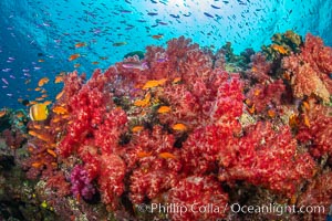 Brilliantlly colorful coral reef, with swarms of anthias fishes and soft corals, Fiji