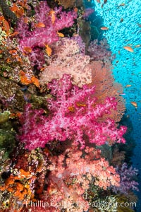 Brilliantlly colorful coral reef, with swarms of anthias fishes and soft corals, Fiji, Dendronephthya, Pseudanthias