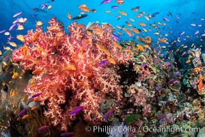 Brilliantlly colorful coral reef, with swarms of anthias fishes and soft corals, Fiji, Dendronephthya, Pseudanthias, Bligh Waters