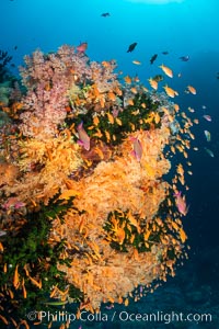 Brilliantlly colorful coral reef, with swarms of anthias fishes and soft corals, Fiji, Pseudanthias