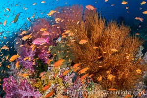 Brilliantlly colorful coral reef, with swarms of anthias fishes and soft corals, Fiji