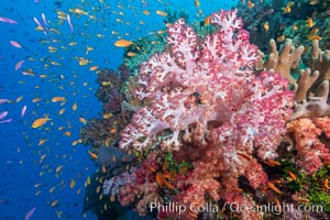 Brilliantlly colorful coral reef, with swarms of anthias fishes and soft corals, Fiji, Dendronephthya, Pseudanthias, Bligh Waters