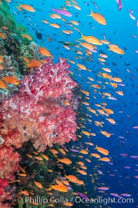 Brilliantlly colorful coral reef, with swarms of anthias fishes and soft corals, Fiji, Dendronephthya, Pseudanthias, Bligh Waters