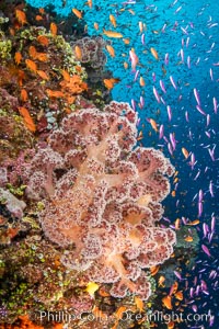 Brilliantlly colorful coral reef, with swarms of anthias fishes and soft corals, Fiji, Dendronephthya, Pseudanthias