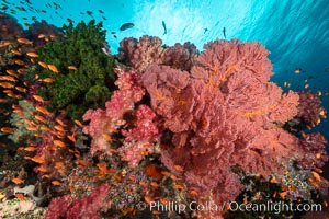 Brilliantlly colorful coral reef, with swarms of anthias fishes and soft corals, Fiji, Dendronephthya, Gorgonacea, Pseudanthias