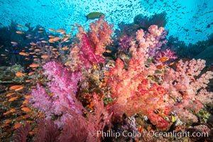 Brilliantlly colorful coral reef, with swarms of anthias fishes and soft corals, Fiji, Dendronephthya, Pseudanthias