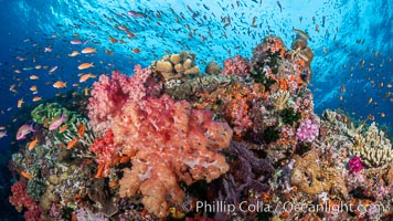 Brilliantlly colorful coral reef, with swarms of anthias fishes and soft corals, Fiji, Dendronephthya, Pseudanthias, Bligh Waters