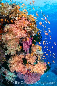 Brilliantlly colorful coral reef, with swarms of anthias fishes and soft corals, Fiji, Dendronephthya, Pseudanthias, Bligh Waters