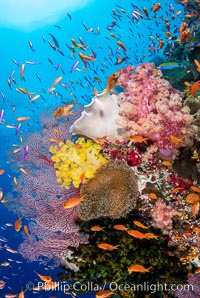 Brilliantlly colorful coral reef, with swarms of anthias fishes and soft corals, Fiji, Dendronephthya, Pseudanthias, Bligh Waters