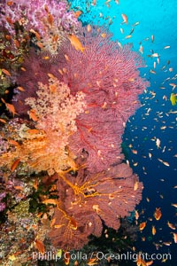 Brilliantlly colorful coral reef, with swarms of anthias fishes and soft corals, Fiji, Dendronephthya, Pseudanthias