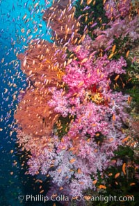 Brilliantlly colorful coral reef, with swarms of anthias fishes and soft corals, Fiji, Dendronephthya, Pseudanthias