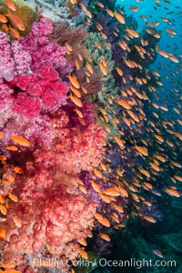 Brilliantlly colorful coral reef, with swarms of anthias fishes and soft corals, Fiji, Dendronephthya, Pseudanthias