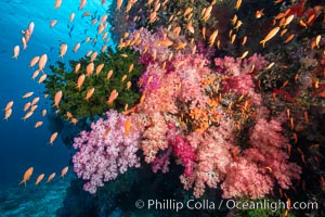 Brilliantlly colorful coral reef, with swarms of anthias fishes and soft corals, Fiji, Dendronephthya, Pseudanthias