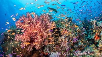 Brilliantlly colorful coral reef, with swarms of anthias fishes and soft corals, Fiji, Dendronephthya, Pseudanthias, Bligh Waters