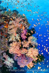 Brilliantlly colorful coral reef, with swarms of anthias fishes and soft corals, Fiji, Dendronephthya, Pseudanthias, Bligh Waters