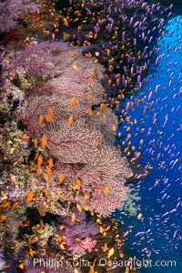Brilliantlly colorful coral reef, with swarms of anthias fishes and soft corals, Fiji, Gorgonacea, Pseudanthias, Bligh Waters