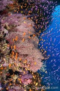 Brilliantlly colorful coral reef, with swarms of anthias fishes and soft corals, Fiji, Gorgonacea, Pseudanthias, Bligh Waters