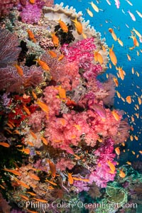 Brilliantlly colorful coral reef, with swarms of anthias fishes and soft corals, Fiji, Dendronephthya, Pseudanthias, Vatu I Ra Passage, Bligh Waters, Viti Levu Island