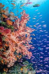 Brilliantlly colorful coral reef, with swarms of anthias fishes and soft corals, Fiji, Dendronephthya, Pseudanthias, Bligh Waters