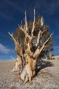 Bristlecone pine rising above the arid, dolomite-rich slopes of the White Mountains at 11000-foot elevation. Patriarch Grove, Ancient Bristlecone Pine Forest.