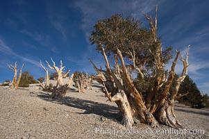 Bristlecone pines rising above the arid, dolomite-rich slopes of the White Mountains at 11000-foot elevation. Patriarch Grove, Ancient Bristlecone Pine Forest, Pinus longaeva, White Mountains, Inyo National Forest