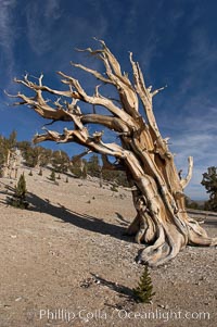 Bristlecone pine displays its characteristic gnarled, twisted form as it rises above the arid, dolomite-rich slopes of the White Mountains at 11000-foot elevation. Patriarch Grove, Ancient Bristlecone Pine Forest, Pinus longaeva, White Mountains, Inyo National Forest