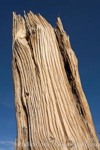 Intense sun, extremely arid conditions, high winds and winter exposure wear away at the exposed bark of a bristlecone pine, leaving striations along its exterior.  A small amount of living bark is all that is necessary to sustain a mature bristlecone pine tree into extreme old age.  Patriarch Grove, Ancient Bristlecone Pine Forest.