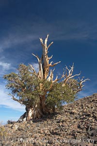 Bristlecone pine tree. Near Schulman Grove, Ancient Bristlecone Pine Forest, Pinus longaeva, White Mountains, Inyo National Forest