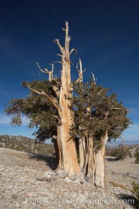 Bristlecone pine rising above the arid, dolomite-rich slopes of the White Mountains at 11000-foot elevation. Patriarch Grove, Ancient Bristlecone Pine Forest, Pinus longaeva, White Mountains, Inyo National Forest