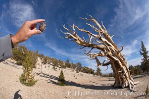 Bristlecone pine tree cone. Patriarch Grove, Ancient Bristlecone Pine Forest, Pinus longaeva, White Mountains, Inyo National Forest