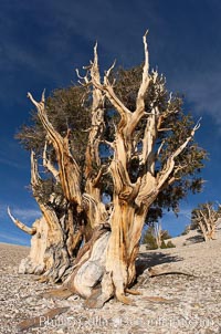 Bristlecone pine displays its characteristic gnarled, twisted form as it rises above the arid, dolomite-rich slopes of the White Mountains at 11000-foot elevation. Patriarch Grove, Ancient Bristlecone Pine Forest, Pinus longaeva, White Mountains, Inyo National Forest