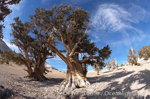 Bristlecone pines rising above the arid, dolomite-rich slopes of the White Mountains at 11000-foot elevation. Patriarch Grove, Ancient Bristlecone Pine Forest, Pinus longaeva, White Mountains, Inyo National Forest