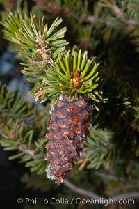 Bristlecone pine tree cone. Patriarch Grove, Ancient Bristlecone Pine Forest, Pinus longaeva, White Mountains, Inyo National Forest