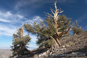 Bristlecone pine trees. Near Schulman Grove, Ancient Bristlecone Pine Forest, Pinus longaeva, White Mountains, Inyo National Forest