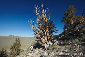 A hiker admires an ancient bristlecone pine tree, on the Methuselah Walk in the Schulman Grove in the White Mountains at an elevation of 9500 above sea level.  The oldest bristlecone pines in the world are found in the Schulman Grove, some of them over 4700 years old. Ancient Bristlecone Pine Forest.