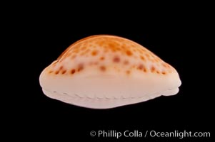 Bristled Cowrie, Cypraea acicularis