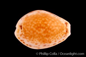 Bristled Cowrie, Cypraea acicularis