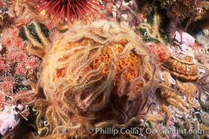 Brittle stars covering sponge and rocky reef, Ophiothrix spiculata, Santa Barbara Island