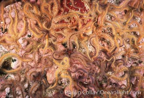 Brittle stars covering rocky reef. Santa Barbara Island, California, USA, Ophiothrix spiculata, natural history stock photograph, photo id 04719