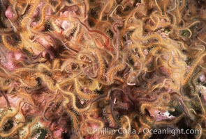 Brittle stars covering rocky reef, Ophiothrix spiculata, Santa Barbara Island