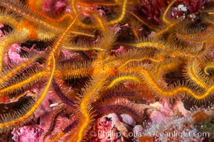 Brittle sea stars (starfish) spread across the rocky reef in dense numbers, Ophiothrix spiculata, Santa Barbara Island